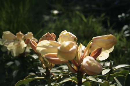 Rhodendron, gul
